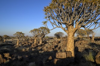 Quiver trees (Aloe dichotoma) in the morning light, quiver tree forest near Keetmanshoop, Karas