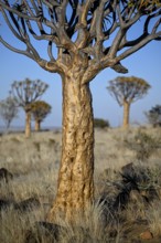 Quiver trees (Aloe dichotoma), quiver tree forest near Keetmanshoop, Karas Region, Namibia