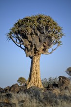 Quiver tree (Aloe dichotoma) with weaver bird's nest, quiver tree forest near Keetmanshoop, Karas