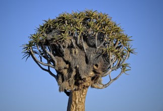Quiver tree (Aloe dichotoma) with weaver bird's nest, quiver tree forest near Keetmanshoop, Karas