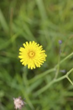 Hieracium lachenalii (Picris hieracioides), hawkweed bitterweed, yellow flower on a rough meadow,