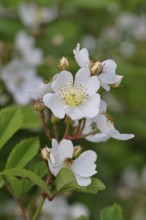 Bibernell rose (Rosa spinosissima L., syn.: Rosa pimpinellifolia L.), also called dune rose, earth