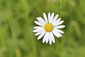 Daisy (Leucanthemum vulgare), flower in a meadow, close-up, macro, Wilnsdorf, North