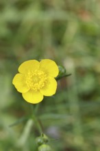 Buttercup, buttercup (Ranunculus acris), yellow flower in a meadow, close-up, Wilnsdorf, North