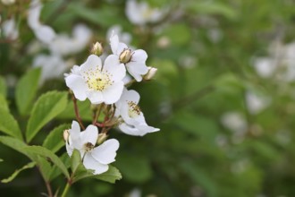 Bibernell rose (Rosa spinosissima L., syn.: Rosa pimpinellifolia L.), also called dune rose, earth