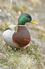 Mallard (Anas platyrhynchos), male, drake, standing on a slope on the lakeshore, Chiemsee, Prien,