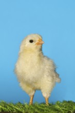 Domestic fowl (Gallus gallus domesticus), freshly hatched, chicken chick standing on grass,