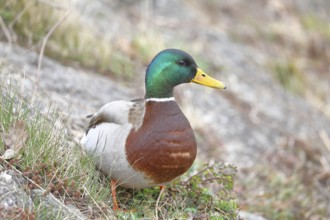 Mallard (Anas platyrhynchos), male, drake, standing on a slope on the lakeshore, Chiemsee, Prien,