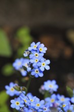 Marsh forget-me-not (Myosotis palustris), true forget-me-not in bloom in spring, Wilnsdorf, North