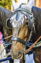 Decorated horse head of a splendid brewery carriage, entry of the Oktoberfest hosts, Oktoberfest,