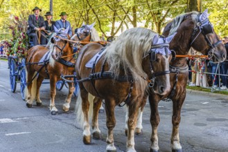 Festive carriage with four horses, Oktoberfest, Munich, Upper Bavaria, Bavaria, Germany