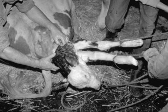 Cow birth with the help of a rope in a cowshed, black and white, Franconia, Bavaria, Germany