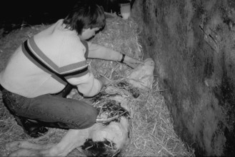 Little boy rubbing the freshly born calf dry with straw, black and white, Franconia, Bavaria,
