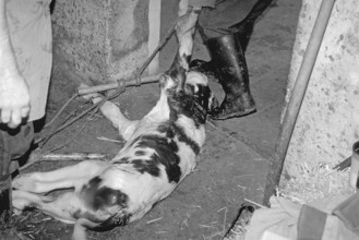 A just born calf in a cowshed, black and white, Franconia, Bavaria, Germany