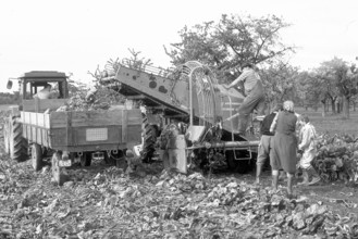 Beet harvest of a small farmer in the 1980s, black and white, Franconia Bavaria, Germany