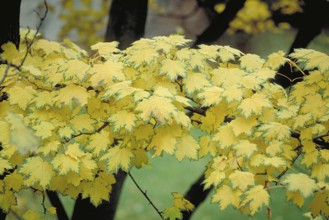 Maple leaves (Acer) in autumn, England, Great Britain