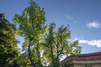 Acacia trees (Acacia) against the light, Erlangen, Middle Franconia, Bavaria, Germany