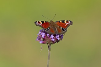 Butterfly, peacock butterfly (Aglais io), Purpletop vervain (Verbena bonariensis), Burgstemmen,