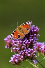 Butterfly, peacock butterfly (Aglais io), Purpletop vervain (Verbena bonariensis), Burgstemmen,