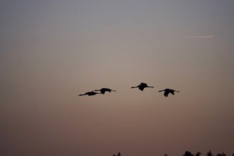 Flying cranes in front of a summer evening sky, Saxony, Germany