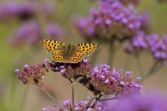 Butterfly, Small Pearl-bordered Fritillary (Issoria lathonia), Purpletop vervain (Verbena