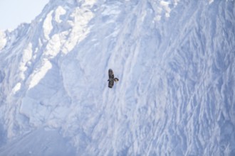 Bearded vulture (Gypaetus barbatus), Berchtesgaden, Alps, Bavaria, Germany