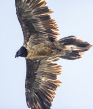 Bearded vulture (Gypaetus barbatus), Berchtesgaden, Alps, Bavaria, Germany