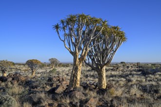 Quiver trees (Aloe dichotoma), quiver tree forest near Keetmanshoop, Karas Region, Namibia