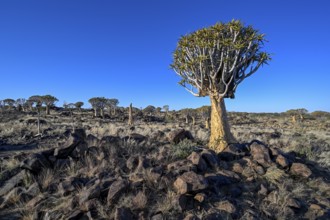 Quiver tree (Aloe dichotoma), quiver tree forest near Keetmanshoop, Karas Region, Namibia