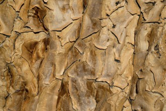 Trunk of a quiver tree (Aloe dichotoma), detail, quiver tree forest near Keetmanshoop, Karas
