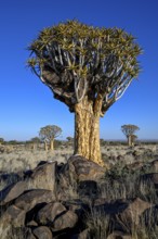 Quiver tree (Aloe dichotoma), quiver tree forest near Keetmanshoop, Karas Region, Namibia