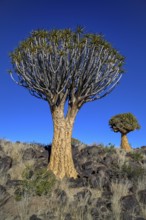 Quiver trees (Aloe dichotoma), quiver tree forest near Keetmanshoop, Karas Region, Namibia