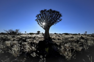 Quiver tree (Aloe dichotoma), blue hour, quiver tree forest near Keetmanshoop, Karas Region,