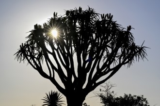 Quiver tree (Aloe dichotoma), blue hour, detail, quiver tree forest near Keetmanshoop, Karas