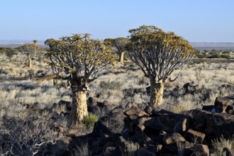 Quiver trees (Aloe dichotoma), quiver tree forest near Keetmanshoop, Karas Region, Namibia