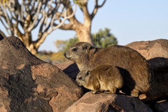 Klippschliefer (Procavia capensis), Desert hippopotamus or Klippdachse in the quiver tree forest
