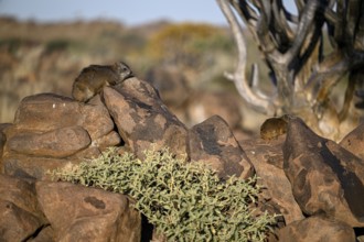 Klippschliefers (Procavia capensis), desert dormice or Klippdachs in the quiver tree forest near