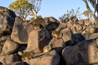 Klippschliefer (Procavia capensis), Desert hippopotamus or Klippdachse in the quiver tree forest
