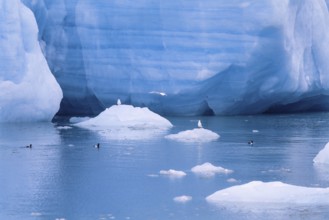 Black guillemot (Cepphus grylle) birds swimming in the cold sea water by a glacier with ice floes,