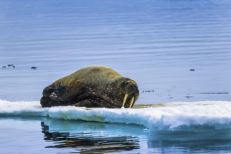 Walrus (Odobenus rosmarus) lying on a ice floe in the arctic sea, Svalbard, Norway