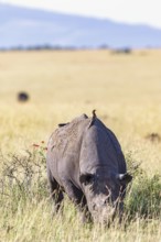 Black rhinoceros (Diceros bicornis) grazing on the savanna grassland with a Yellow-billed oxpecker