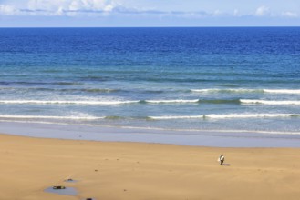 Surfer with a surfboard walking on a sandy beach by the sea with breaking waves and a seascape view
