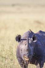 Black rhinoceros (Diceros bicornis) with a Yellow-billed oxpecker (Buphagus africanus) on his back