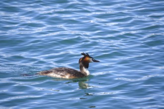 Great crested grebe (Podiceps ribbonfish) on a lake, summer, Germany