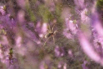 Blooming heather, labyrinth spider, summer, Germany
