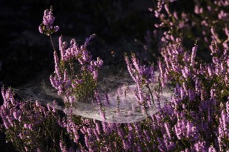 Blooming heather, spider web, summer, Germany