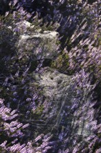Blooming heather, spider webs, summer, Germany