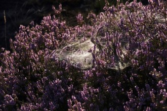 Blooming heath, summer, Germany