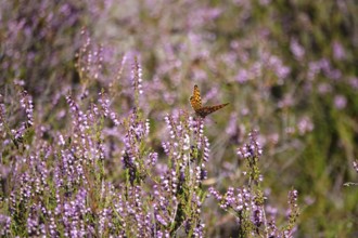 Blooming heather, butterfly, summer, Germany