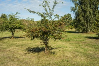 Bush with red berries on a common Hawthorn (Crataegus) on a meadow in Ystad, Scania, Sweden,